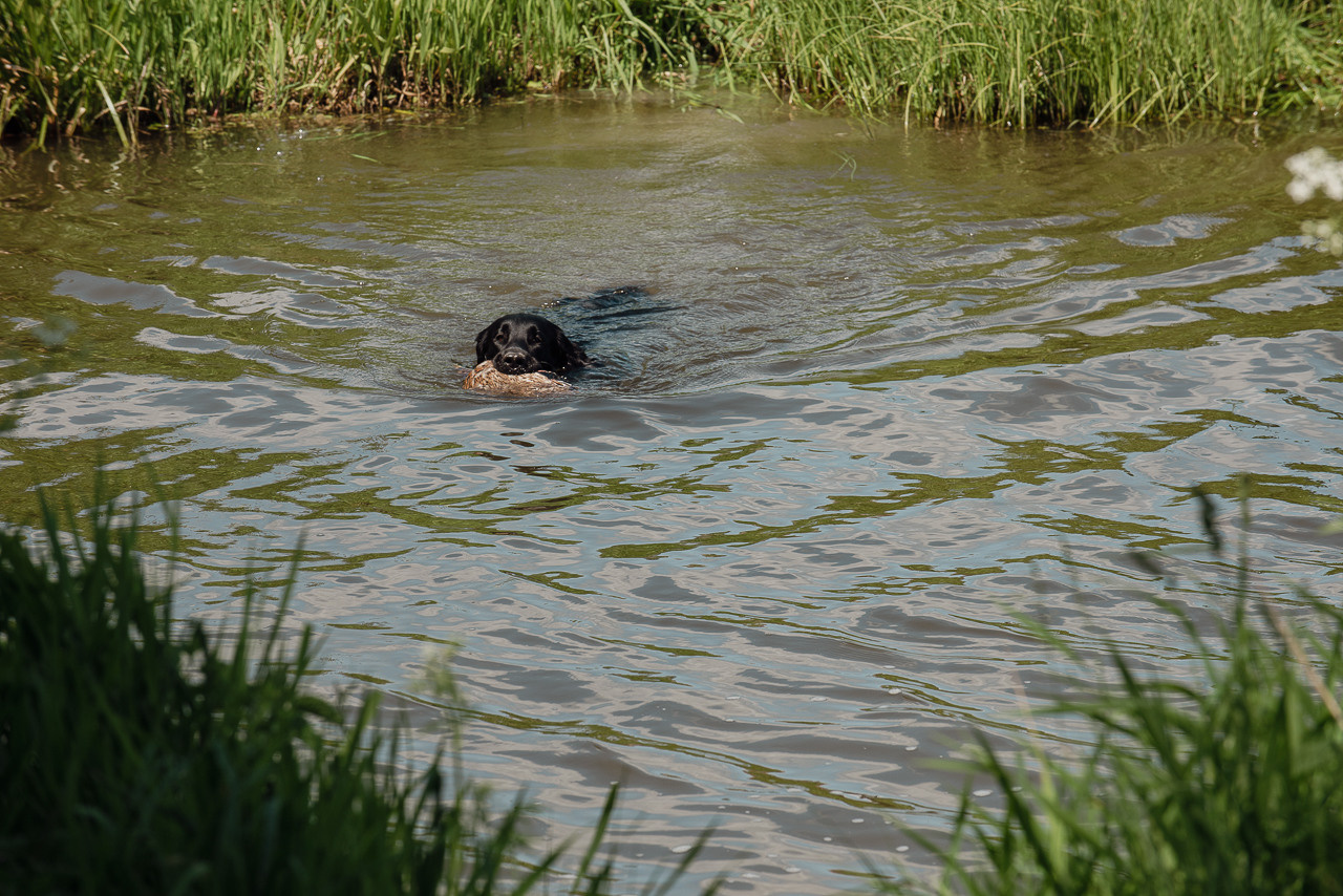 Испытания МОО «Школа Шмеля» 11 июня 2023. Фотограф-анималист Наталья Светличная