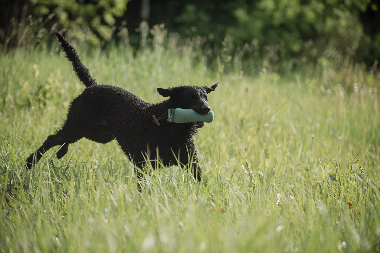 Несертификатный воркинг тест Школы Шмеля, 10 июня 2023. Фотограф-анималист Наталья Светличная