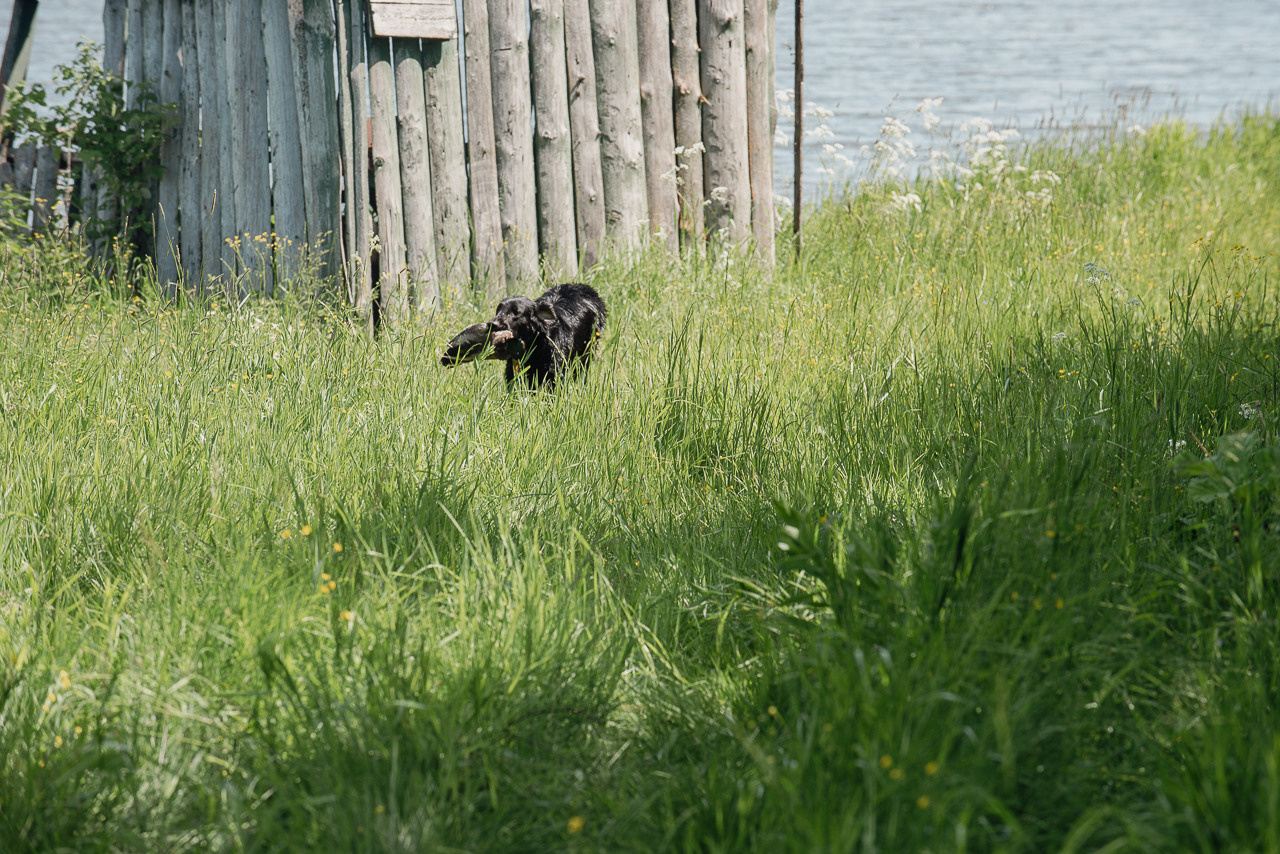 Испытания МОО «Школа Шмеля» 11 июня 2023. Фотограф-анималист Наталья Светличная
