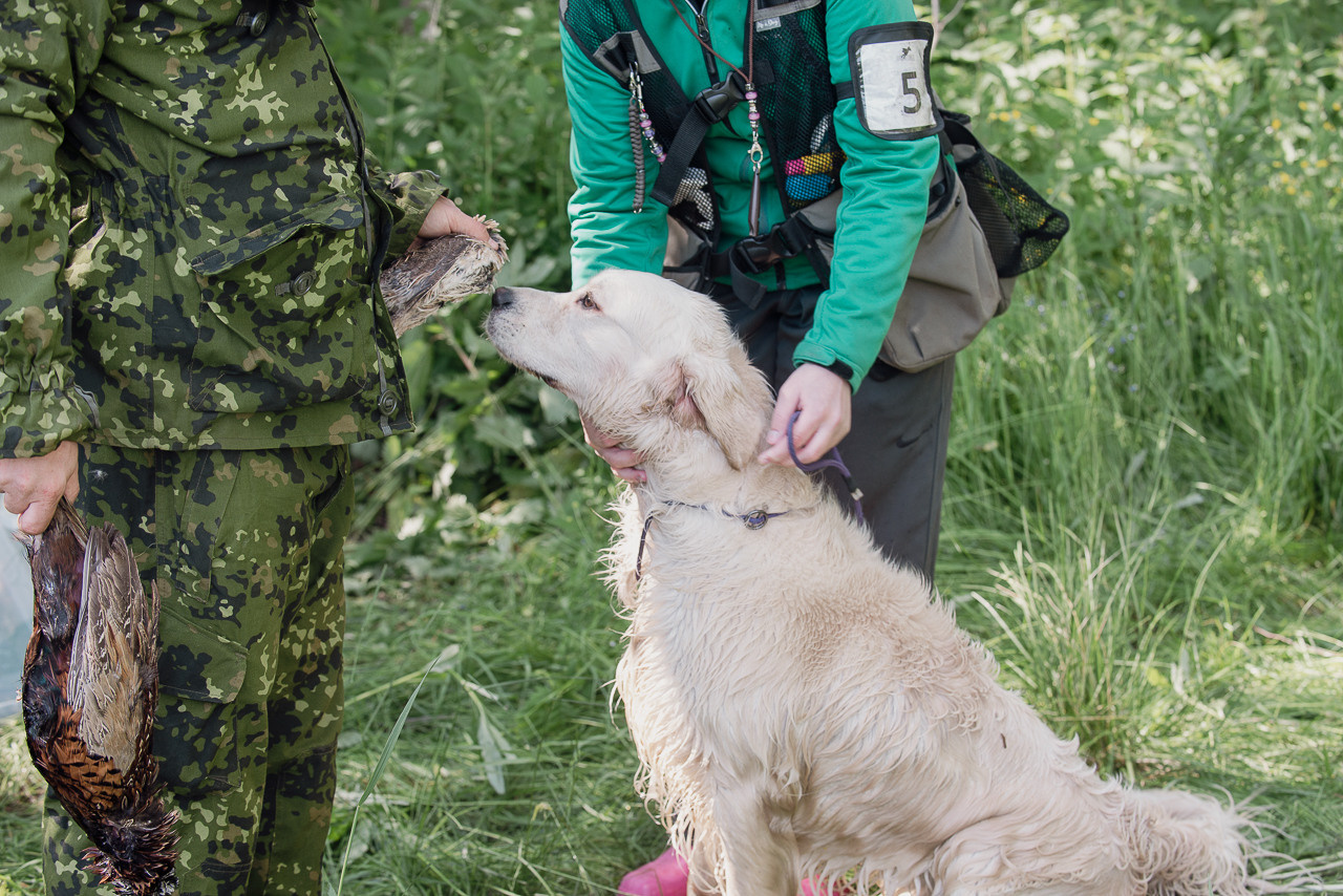 Испытания МОО «Школа Шмеля» 11 июня 2023. Фотограф-анималист Наталья Светличная