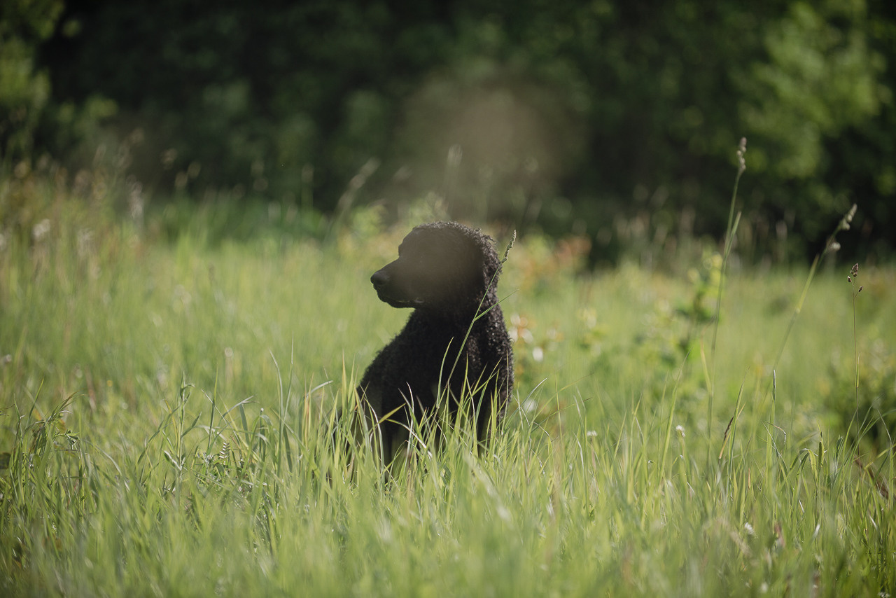 Несертификатный воркинг тест Школы Шмеля, 10 июня 2023. Фотограф-анималист Наталья Светличная