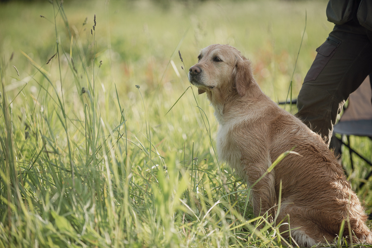 Несертификатный воркинг тест Школы Шмеля, 10 июня 2023. Фотограф-анималист Наталья Светличная