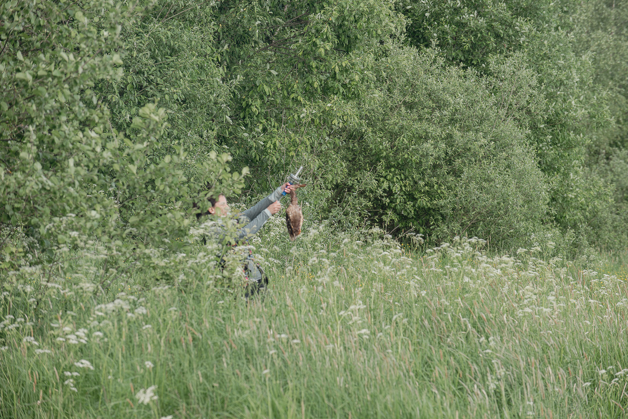 Испытания МОО «Школа Шмеля» 11 июня 2023. Фотограф-анималист Наталья Светличная