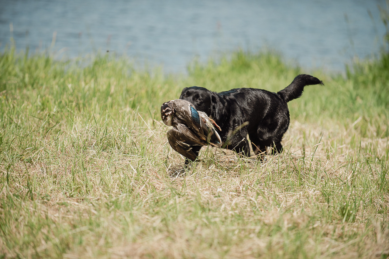 Состязания по розыску и подаче битой дичи, ЯРОС, 18.06.23. Фотограф-анималист Наталья Светличная