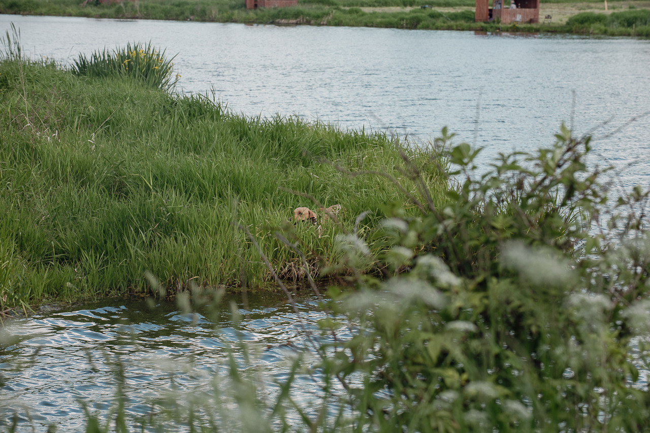 Испытания МОО «Школа Шмеля» 11 июня 2023. Фотограф-анималист Наталья Светличная