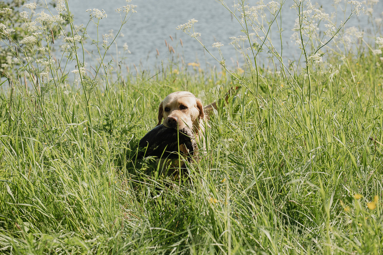 Испытания МОО «Школа Шмеля» 11 июня 2023. Фотограф-анималист Наталья Светличная