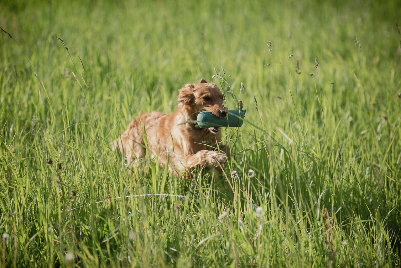 Несертификатный воркинг тест Школы Шмеля, 10 июня 2023. Фотограф-анималист Наталья Светличная