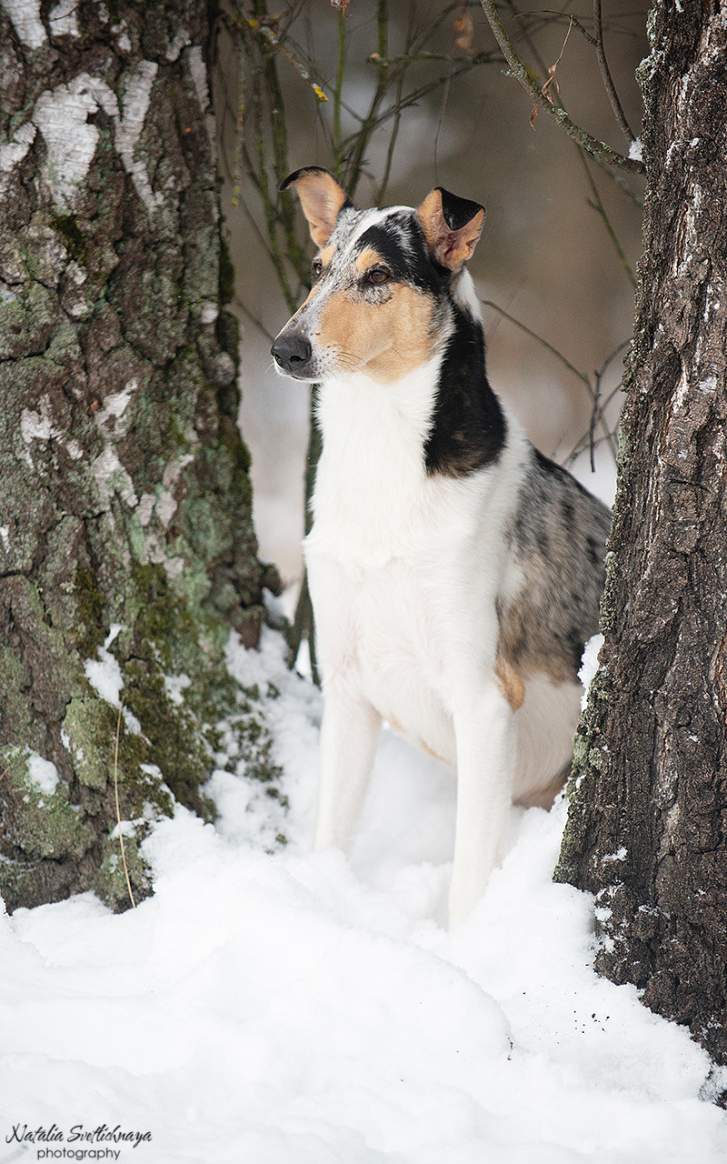 Гладкошерстная колли Саюри. Фотограф-анималист Наталья Светличная