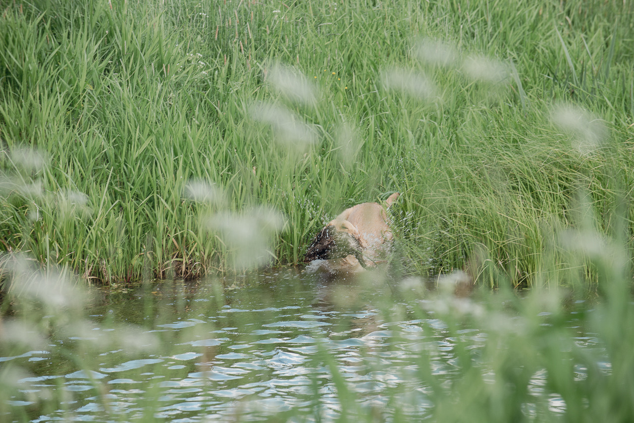 Испытания МОО «Школа Шмеля» 11 июня 2023. Фотограф-анималист Наталья Светличная
