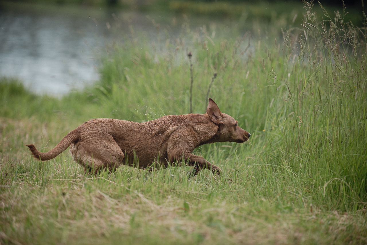 Состязания по розыску и подаче битой дичи, ЯРОС, 18.06.23. Фотограф-анималист Наталья Светличная