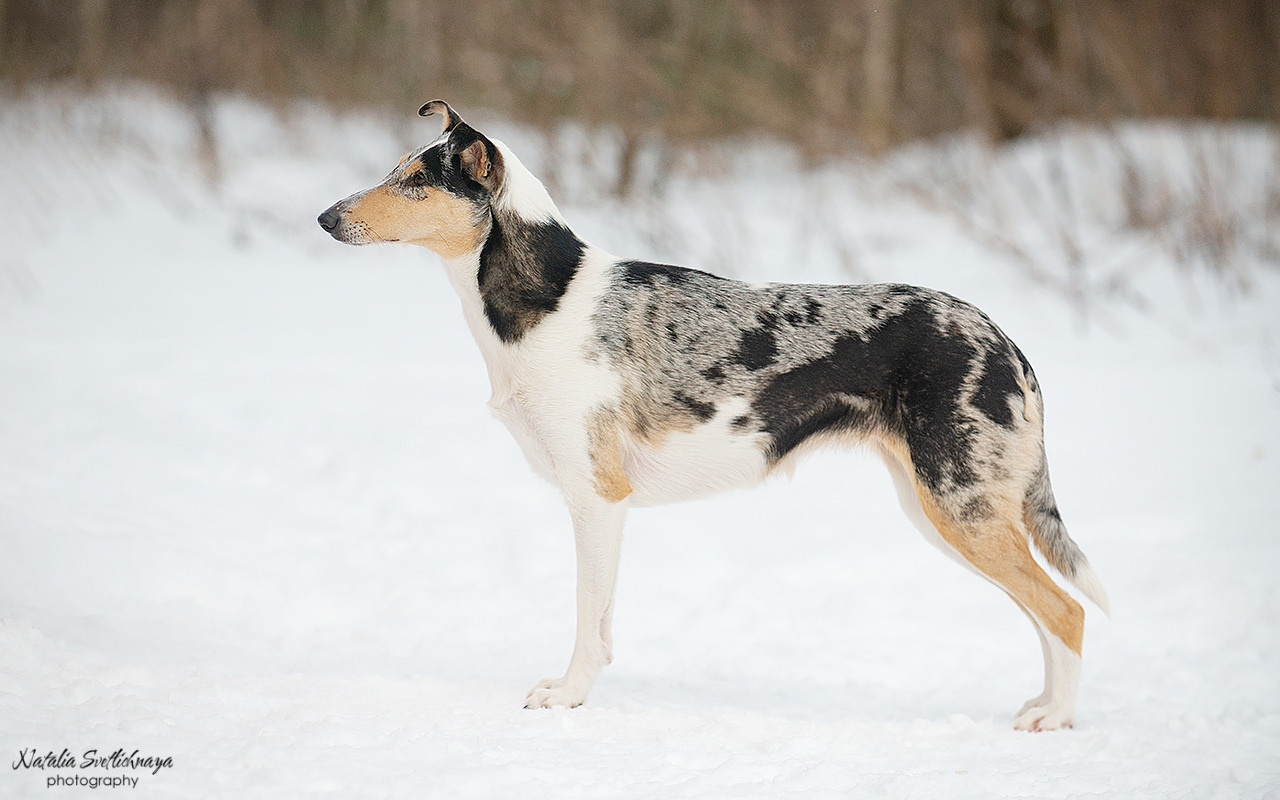 Гладкошерстная колли Саюри. Фотограф-анималист Наталья Светличная