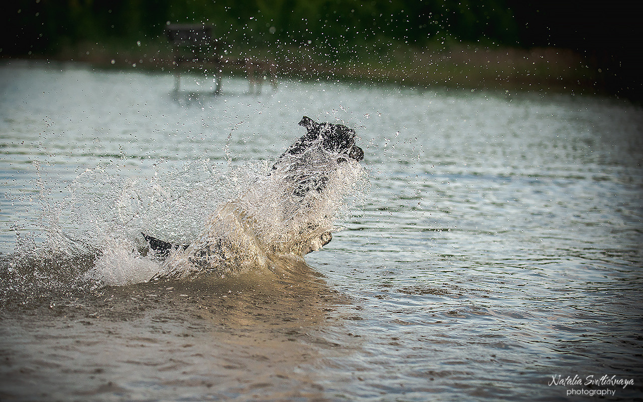 Никольские озера и ретриверы. Фотограф-анималист Наталья Светличная