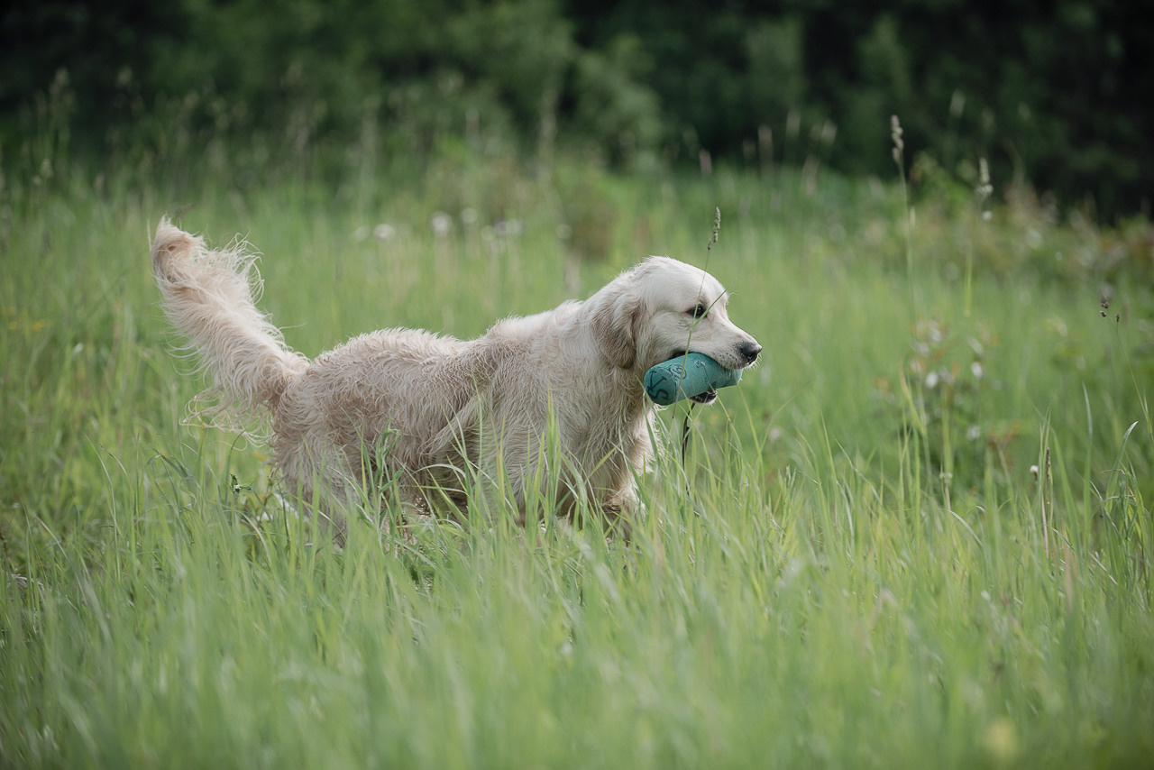 Несертификатный воркинг тест Школы Шмеля, 10 июня 2023. Фотограф-анималист Наталья Светличная