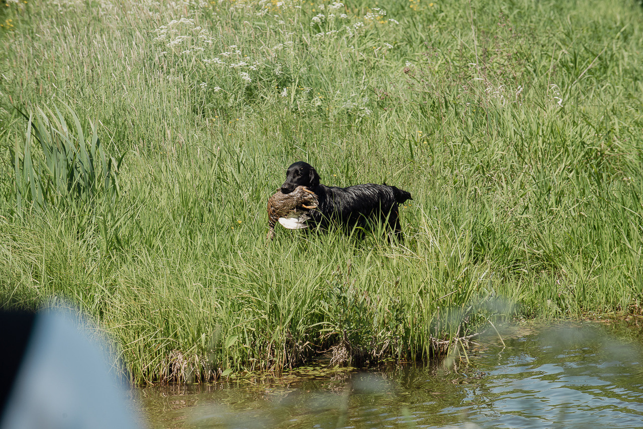Испытания МОО «Школа Шмеля» 11 июня 2023. Фотограф-анималист Наталья Светличная