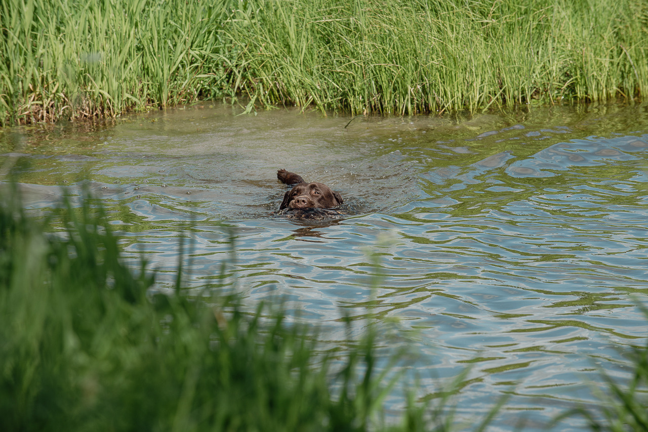 Испытания МОО «Школа Шмеля» 11 июня 2023. Фотограф-анималист Наталья Светличная