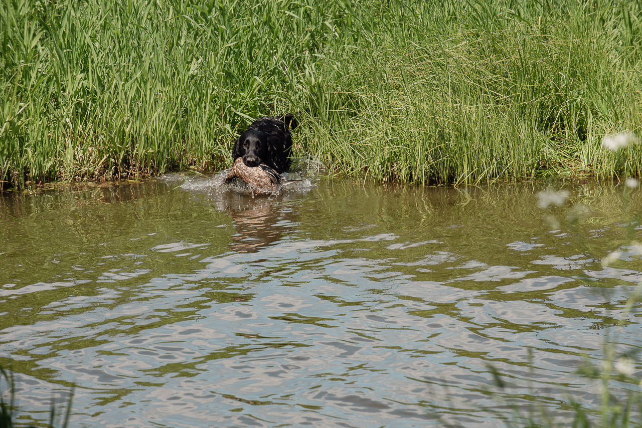 Испытания МОО «Школа Шмеля» 11 июня 2023. Фотограф-анималист Наталья Светличная