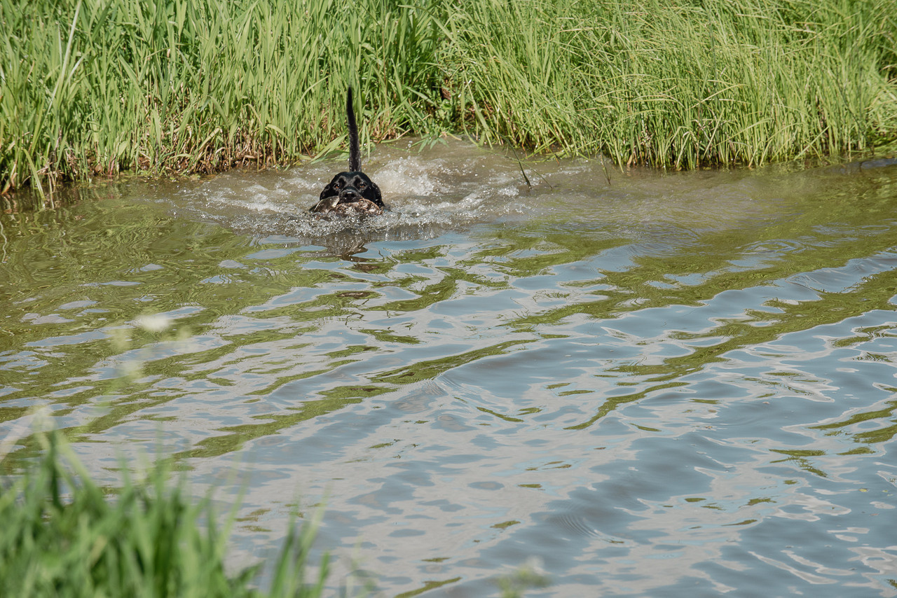 Испытания МОО «Школа Шмеля» 11 июня 2023. Фотограф-анималист Наталья Светличная