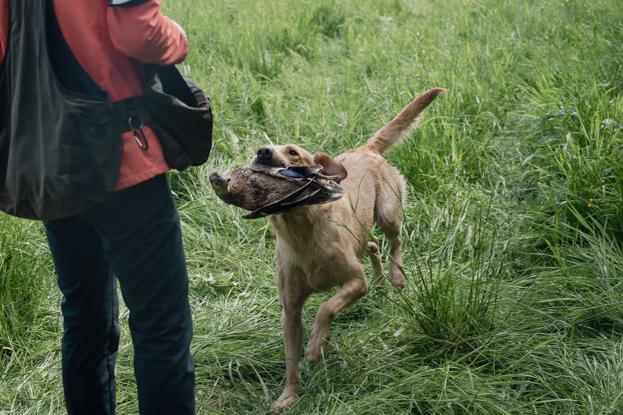 Испытания МОО «Школа Шмеля» 11 июня 2023. Фотограф-анималист Наталья Светличная
