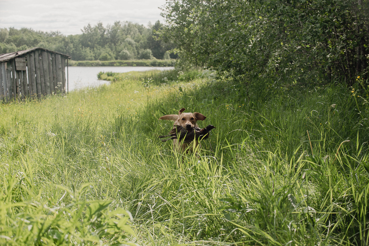 Испытания МОО «Школа Шмеля» 11 июня 2023. Фотограф-анималист Наталья Светличная