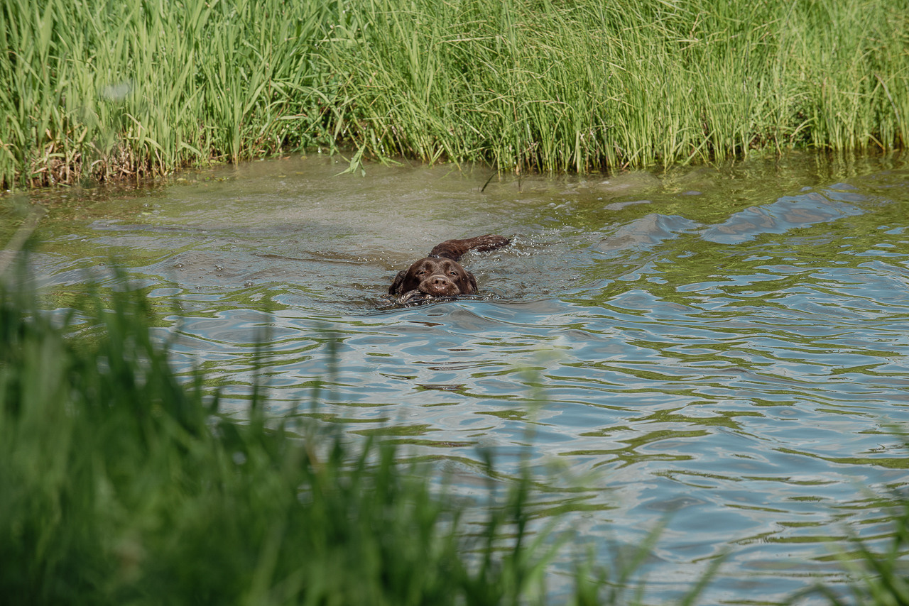 Испытания МОО «Школа Шмеля» 11 июня 2023. Фотограф-анималист Наталья Светличная