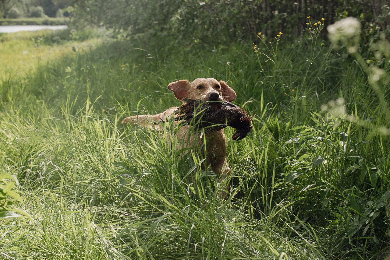 Испытания МОО «Школа Шмеля» 11 июня 2023. Фотограф-анималист Наталья Светличная
