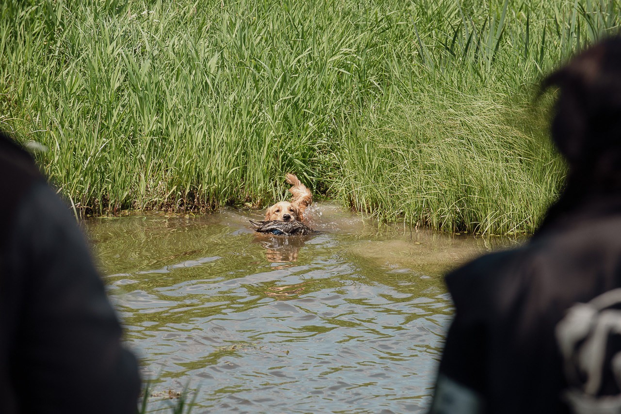 Испытания МОО «Школа Шмеля» 11 июня 2023. Фотограф-анималист Наталья Светличная