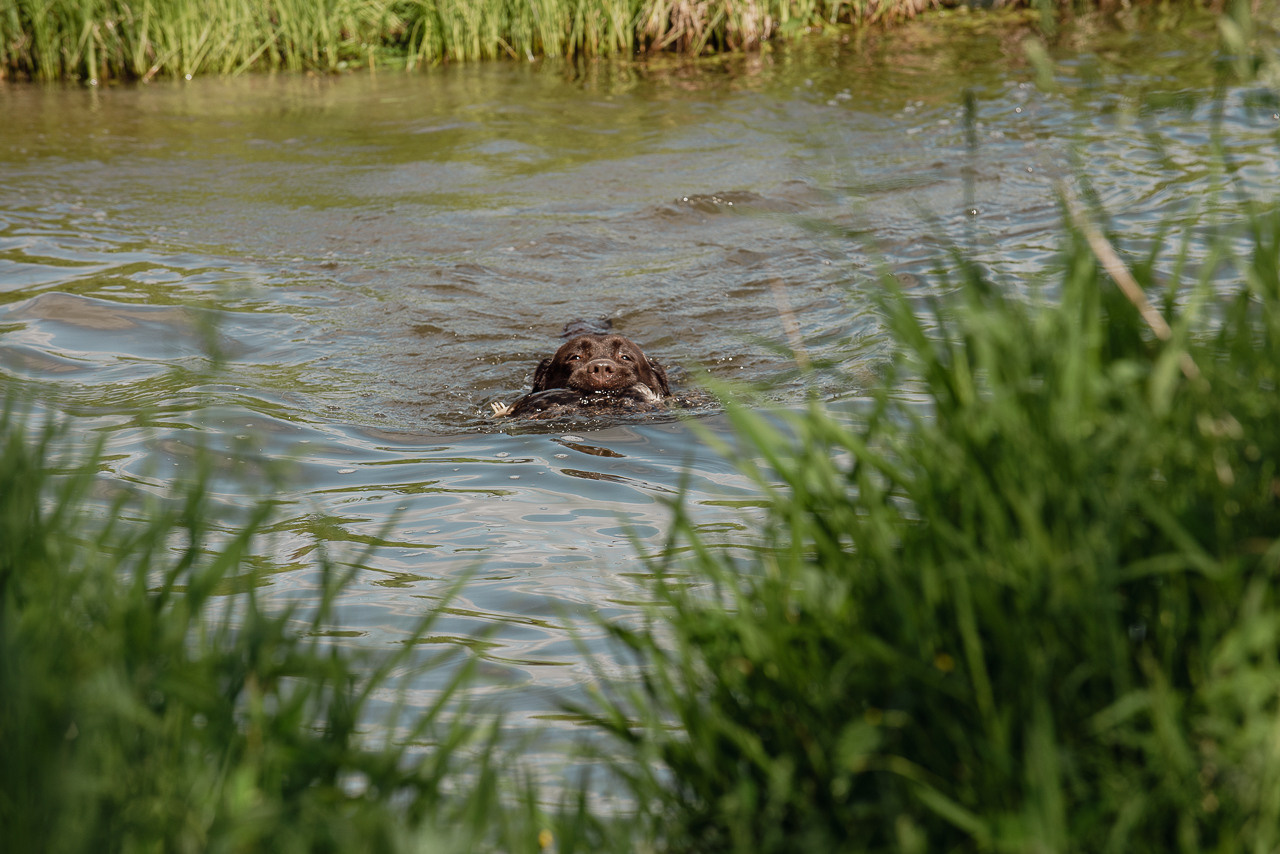 Испытания МОО «Школа Шмеля» 11 июня 2023. Фотограф-анималист Наталья Светличная