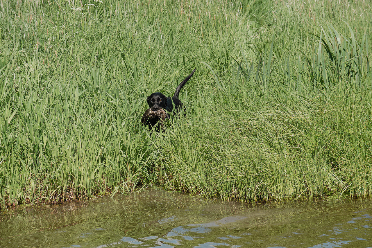 Испытания МОО «Школа Шмеля» 11 июня 2023. Фотограф-анималист Наталья Светличная