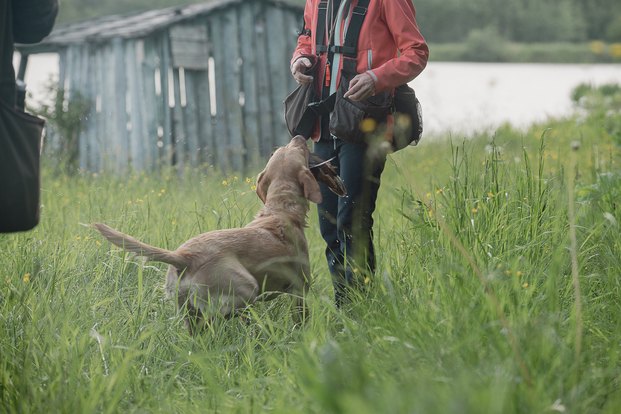 Испытания МОО «Школа Шмеля» 11 июня 2023. Фотограф-анималист Наталья Светличная
