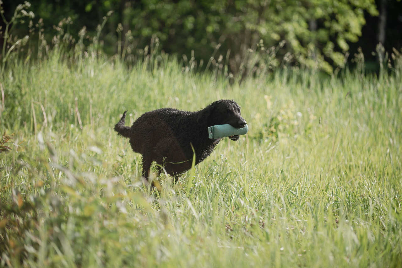 Несертификатный воркинг тест Школы Шмеля, 10 июня 2023. Фотограф-анималист Наталья Светличная