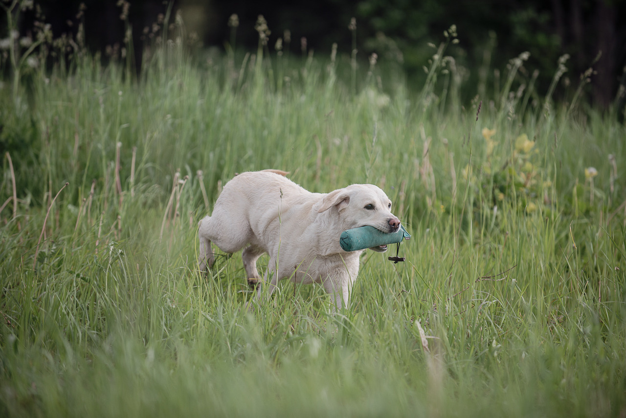 Несертификатный воркинг тест Школы Шмеля, 10 июня 2023. Фотограф-анималист Наталья Светличная