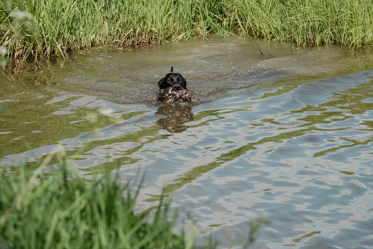 Испытания МОО «Школа Шмеля» 11 июня 2023. Фотограф-анималист Наталья Светличная