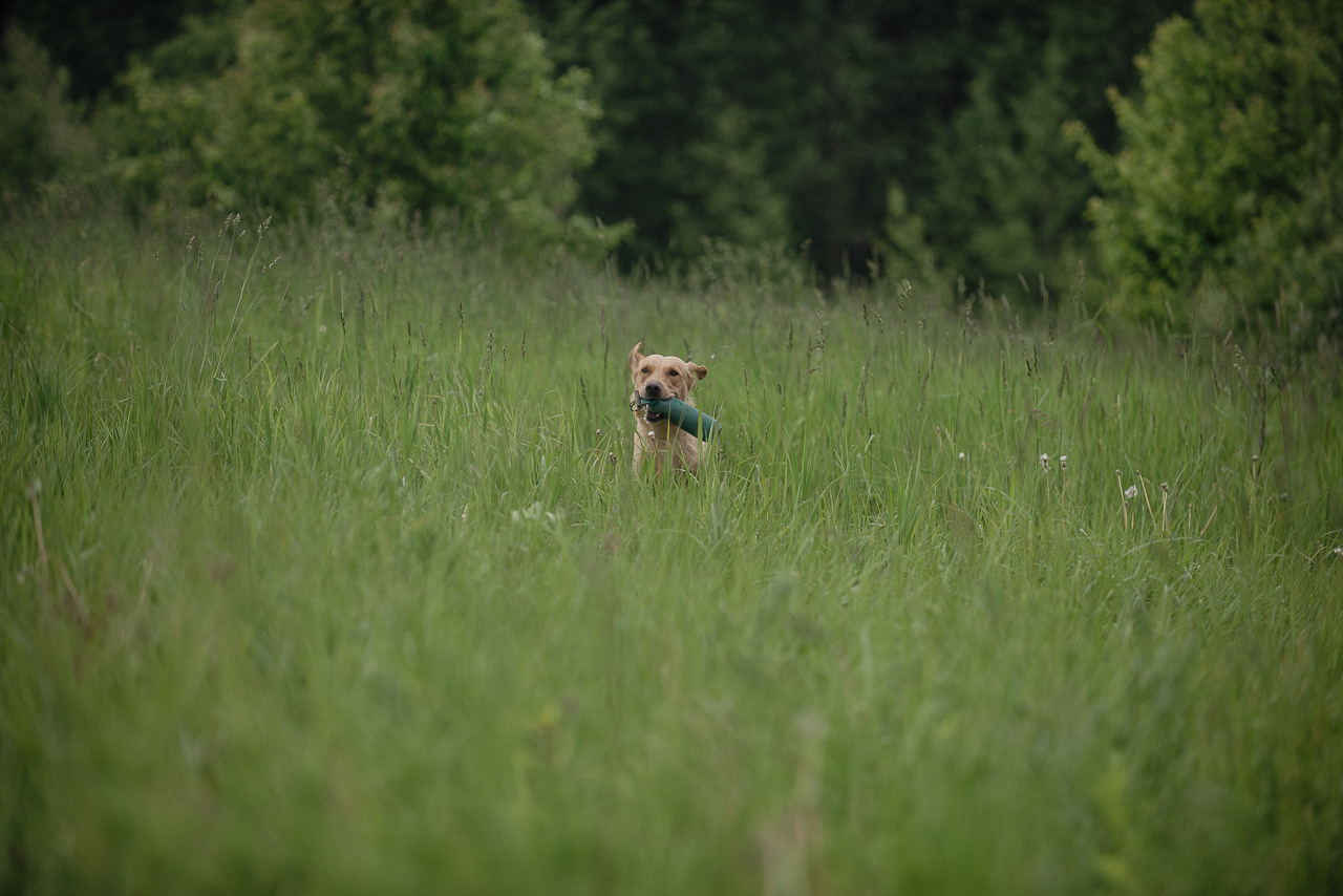 Несертификатный воркинг тест Школы Шмеля, 10 июня 2023. Фотограф-анималист Наталья Светличная