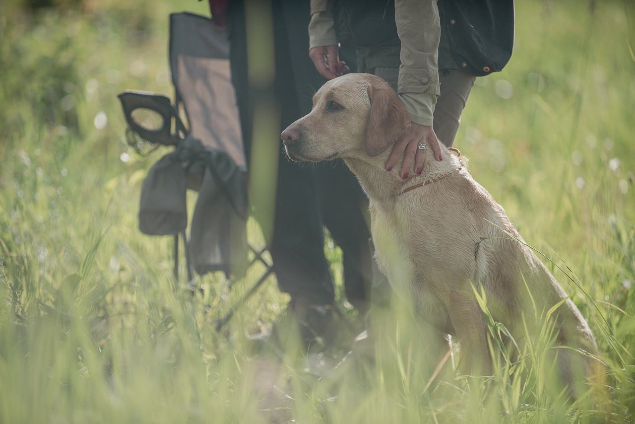 Несертификатный воркинг тест Школы Шмеля, 10 июня 2023. Фотограф-анималист Наталья Светличная
