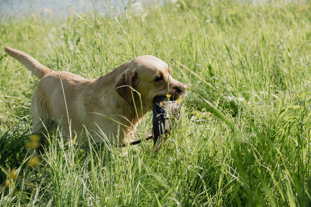 Испытания МОО «Школа Шмеля» 11 июня 2023. Фотограф-анималист Наталья Светличная