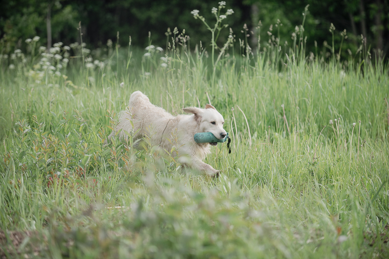 Несертификатный воркинг тест Школы Шмеля, 10 июня 2023. Фотограф-анималист Наталья Светличная