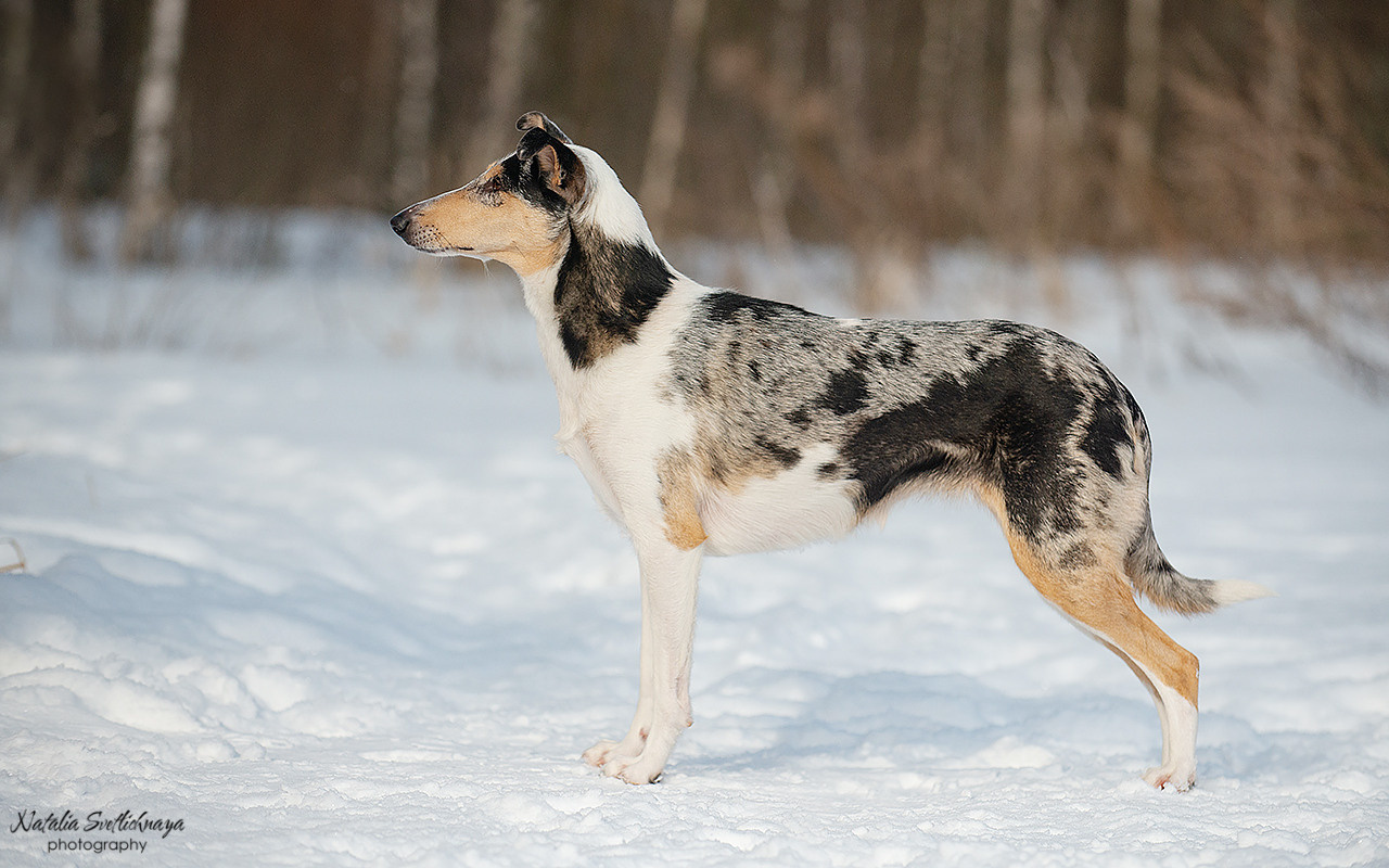Гладкошерстная колли Саюри. Фотограф-анималист Наталья Светличная