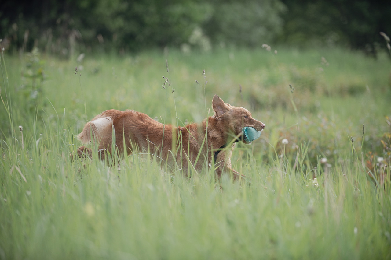Несертификатный воркинг тест Школы Шмеля, 10 июня 2023. Фотограф-анималист Наталья Светличная