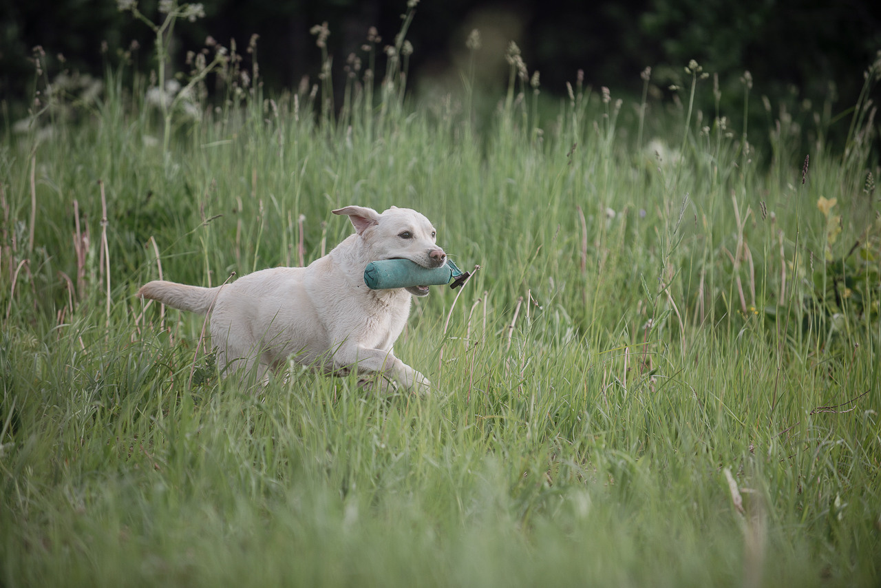 Несертификатный воркинг тест Школы Шмеля, 10 июня 2023. Фотограф-анималист Наталья Светличная