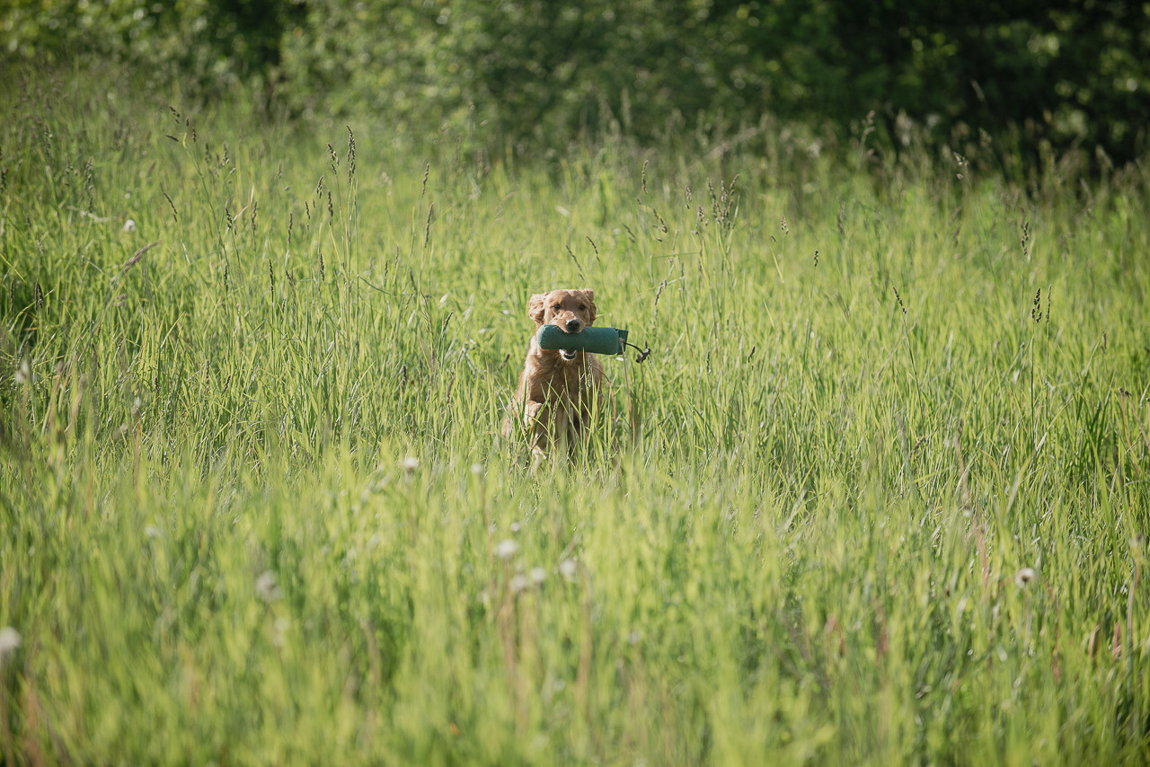 Несертификатный воркинг тест Школы Шмеля, 10 июня 2023. Фотограф-анималист Наталья Светличная