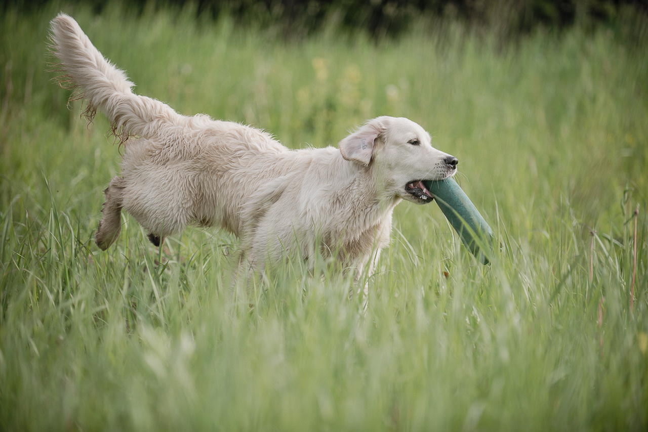 Несертификатный воркинг тест Школы Шмеля, 10 июня 2023. Фотограф-анималист Наталья Светличная