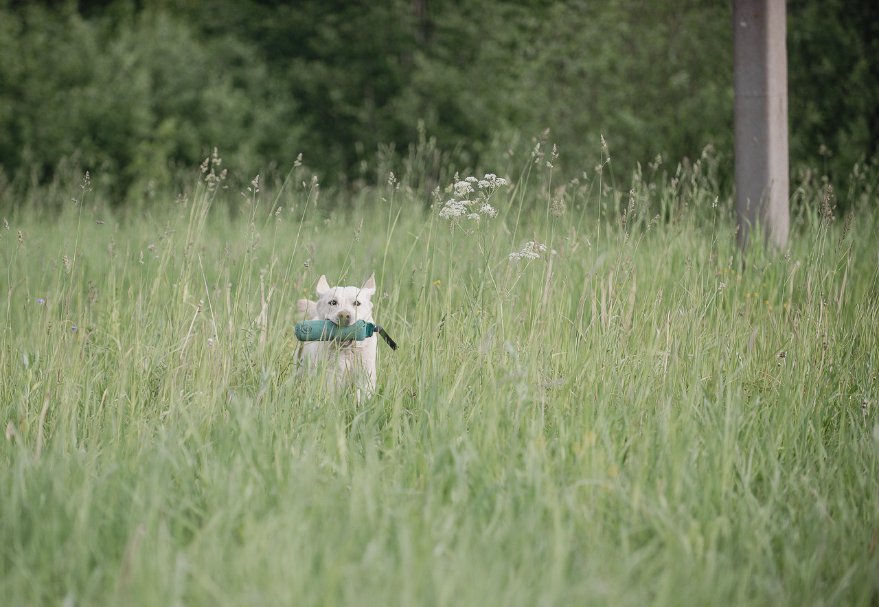 Несертификатный воркинг тест Школы Шмеля, 10 июня 2023. Фотограф-анималист Наталья Светличная