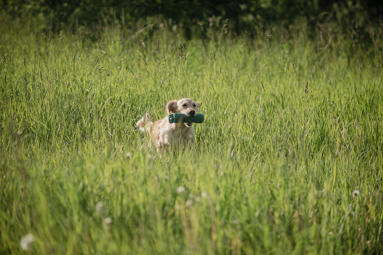 Несертификатный воркинг тест Школы Шмеля, 10 июня 2023. Фотограф-анималист Наталья Светличная