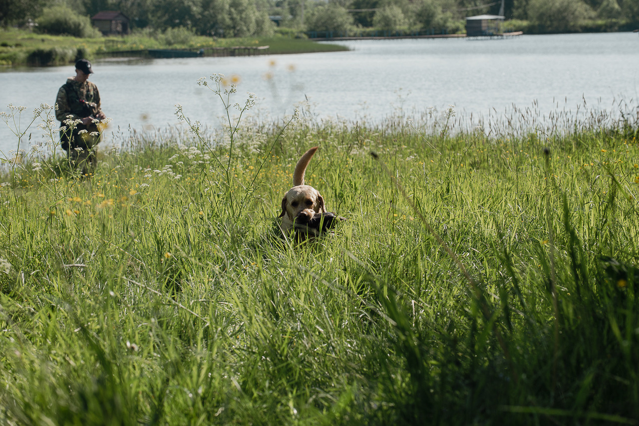 Испытания МОО «Школа Шмеля» 11 июня 2023. Фотограф-анималист Наталья Светличная