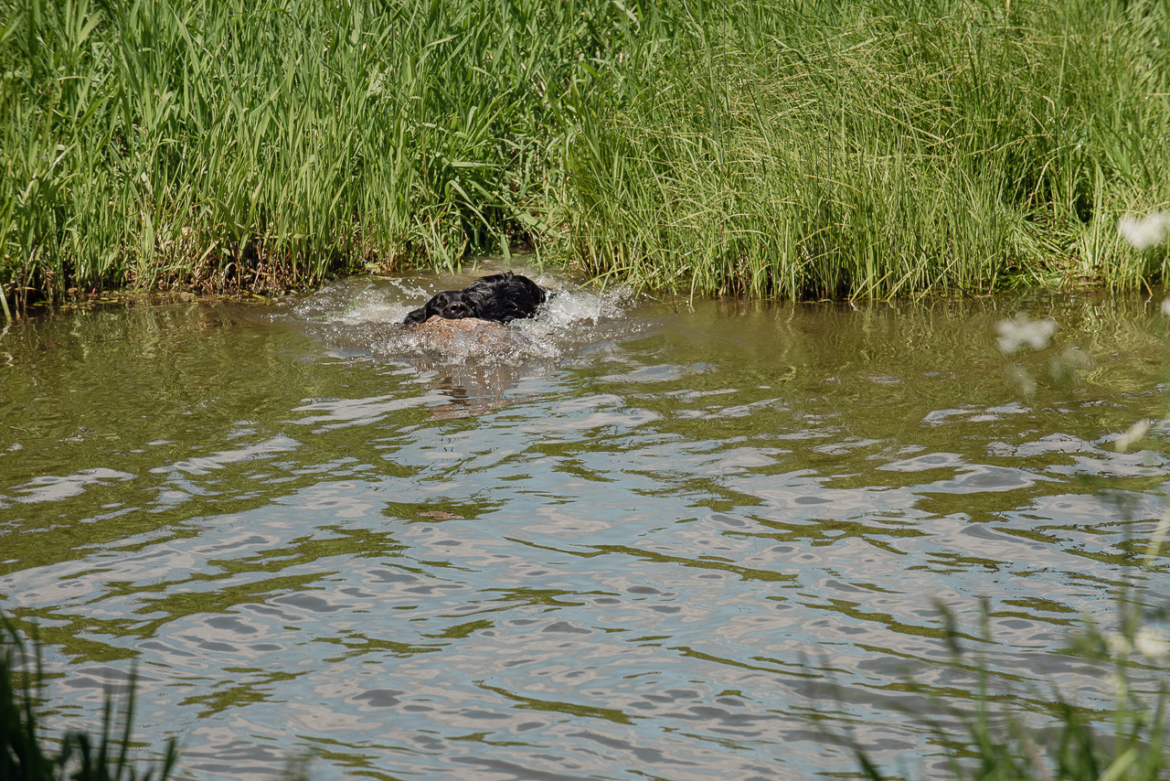 Испытания МОО «Школа Шмеля» 11 июня 2023. Фотограф-анималист Наталья Светличная