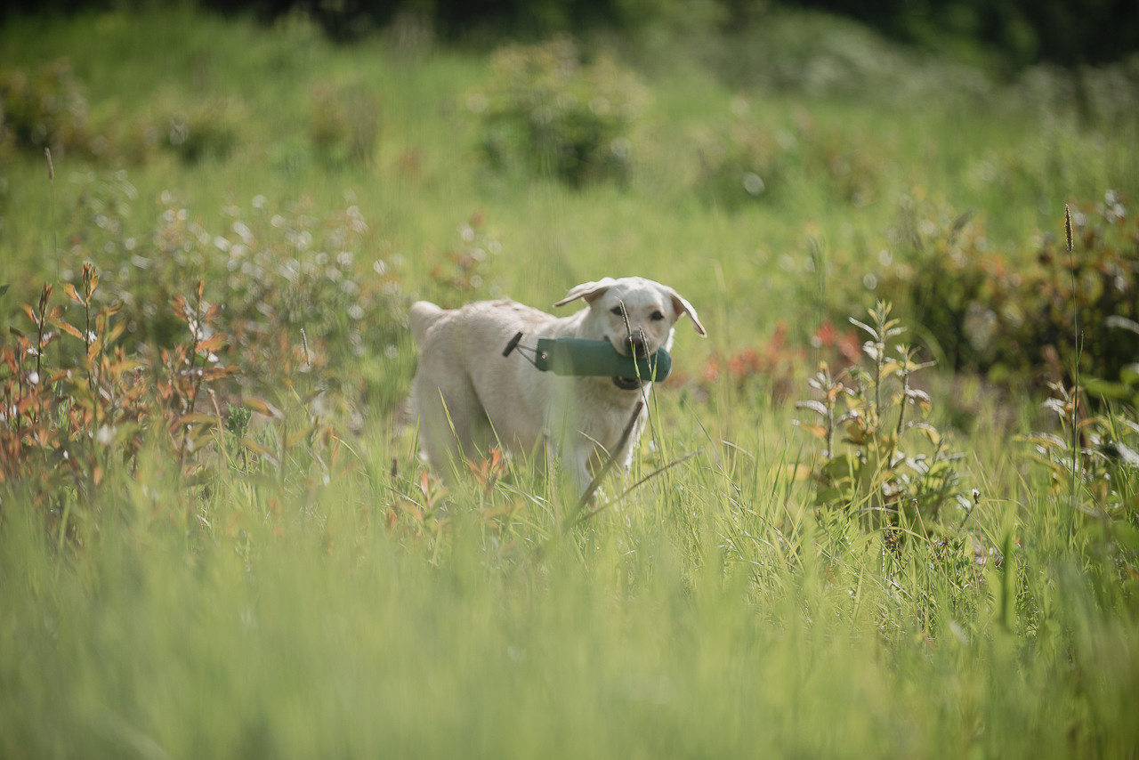 Несертификатный воркинг тест Школы Шмеля, 10 июня 2023. Фотограф-анималист Наталья Светличная