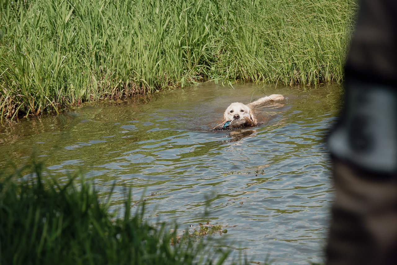 Испытания МОО «Школа Шмеля» 11 июня 2023. Фотограф-анималист Наталья Светличная