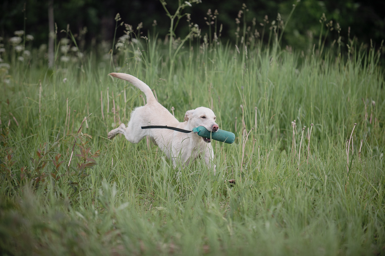 Несертификатный воркинг тест Школы Шмеля, 10 июня 2023. Фотограф-анималист Наталья Светличная