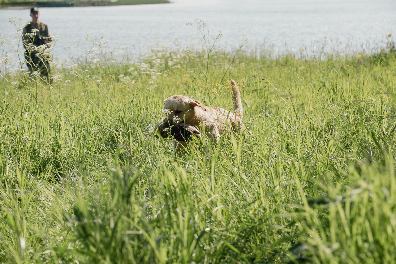Испытания МОО «Школа Шмеля» 11 июня 2023. Фотограф-анималист Наталья Светличная