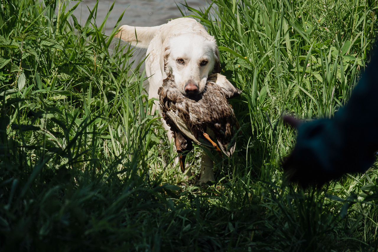 Испытания МОО «Школа Шмеля» 11 июня 2023. Фотограф-анималист Наталья Светличная